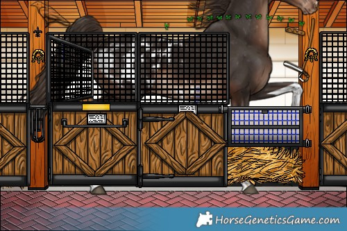 Horse Color:Liver Chestnut Tobiano Appaloosa