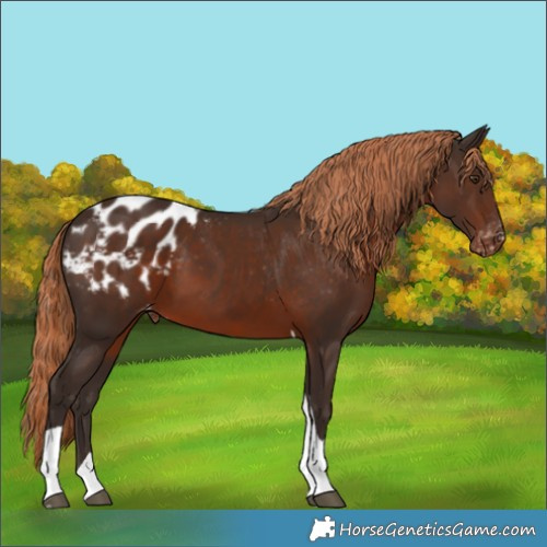 Horse Color:Liver Chestnut Tobiano Blanket 
