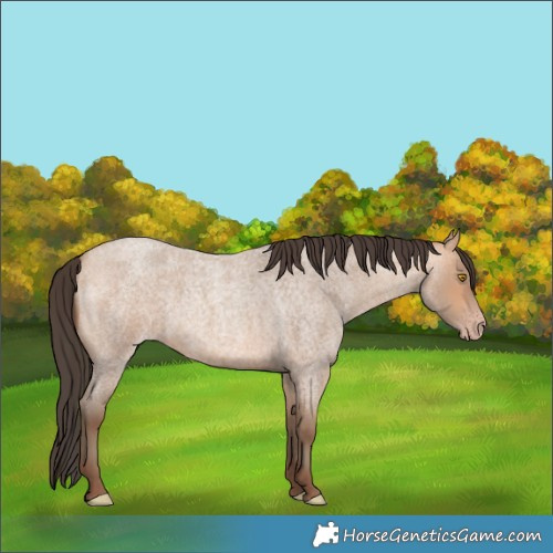 Horse Color:Amber Champagne Roan 