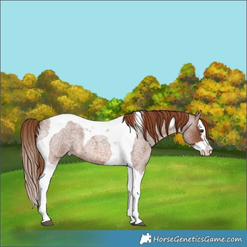 Horse Color:Red Roan Splash Tobiano 