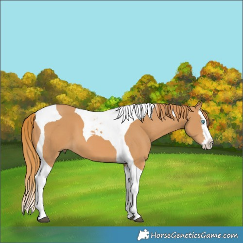Horse Color:Chestnut Splash Tobiano 