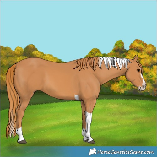 Horse Color:Chestnut Splash Tobiano 