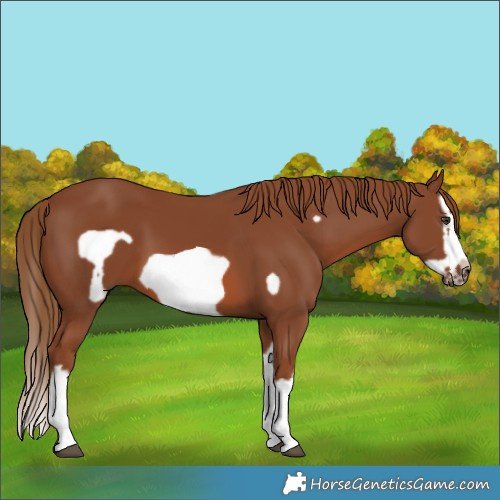 Horse Color:Chestnut Splash Frame 