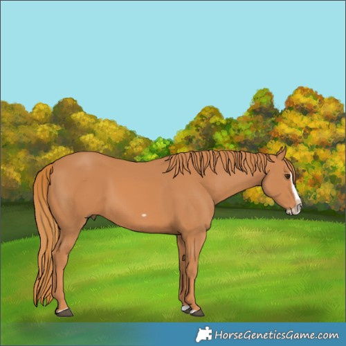 Horse Color:Chestnut Splash Frame 