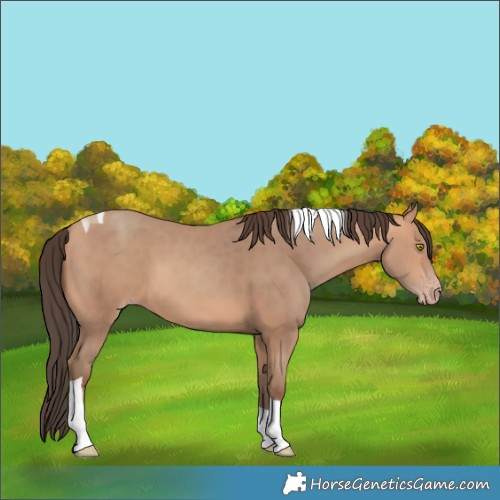 Horse Color:Amber Champagne Tobiano 