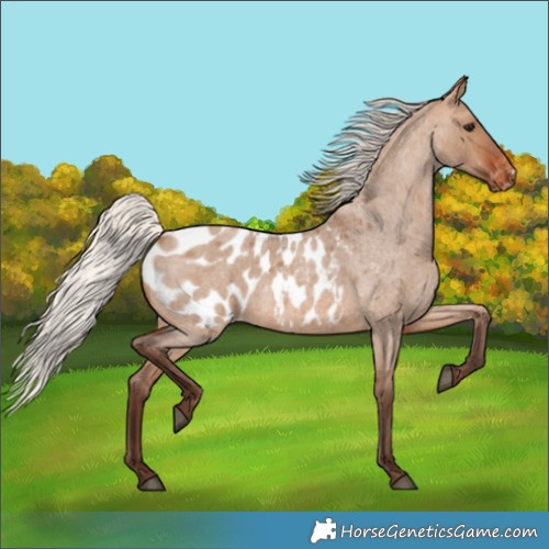 Horse Color:Silver Brown Roan Dun Appaloosa 