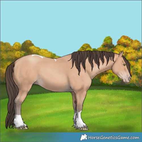Horse Color:Amber Champagne Tobiano 