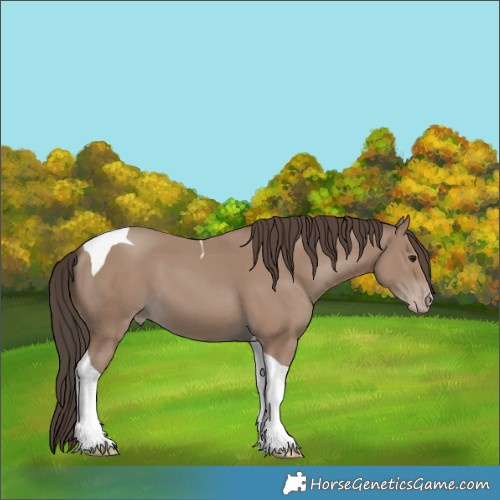 Horse Color:Classic Champagne Tobiano 