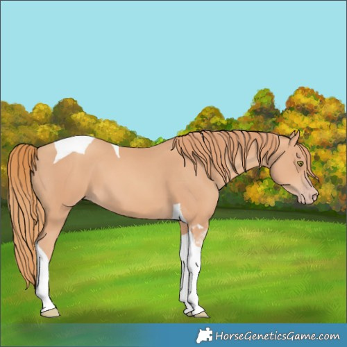 Horse Color:Gold Champagne Tobiano 