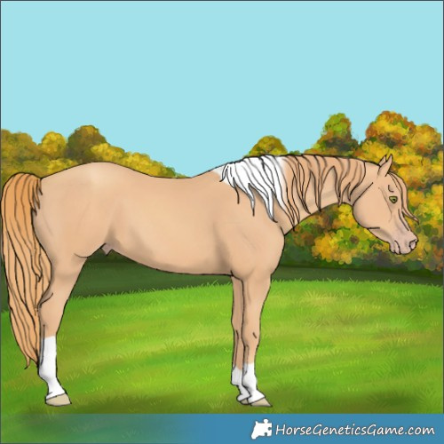 Horse Color:Gold Champagne Tobiano 