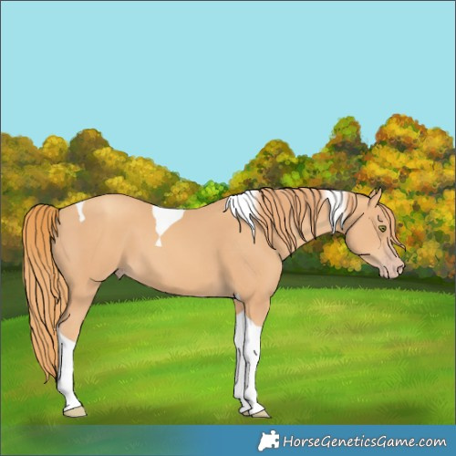 Horse Color:Gold Champagne Tobiano 