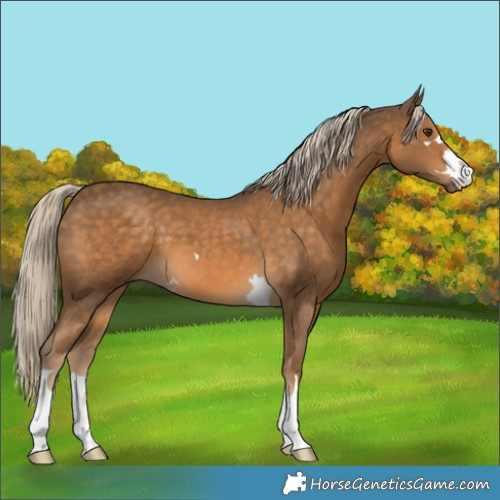 Horse Color:Chocolate Palomino