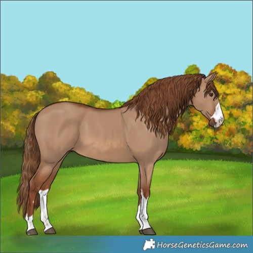 Horse Color:Red Dun 