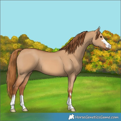 Horse Color:Red Dun 