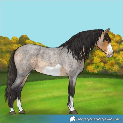 Horse Color:Buckskin Roan Sabino Frame 
