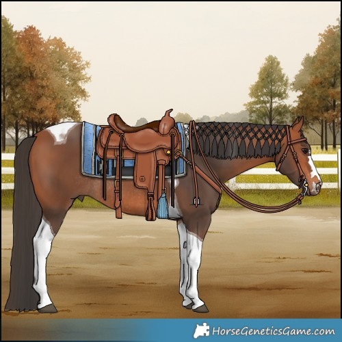 Horse Color:Bay Tobiano Rabicano