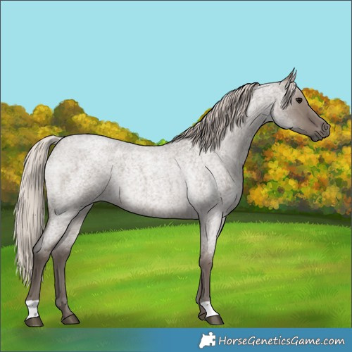 Horse Color:Silver Grullo Roan 