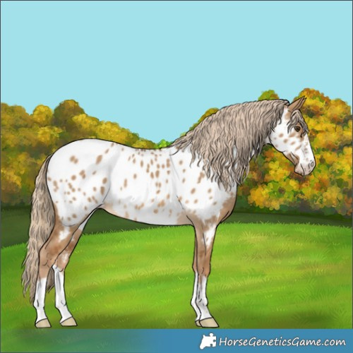 Horse Color:Chocolate Palomino Dun Near Leopard 