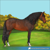 Horse Color:Bay 