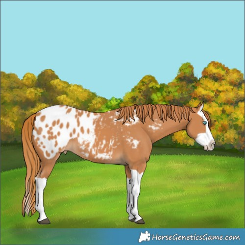 Horse Color:Chestnut Splash Appaloosa 