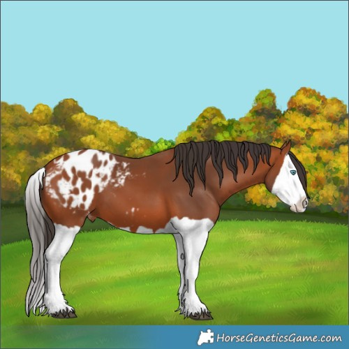 Horse Color:Bay Splash Blanket