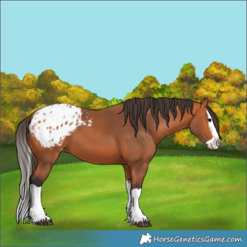 Horse Color:Bay Splash Appaloosa 