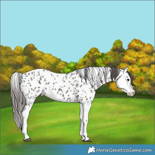 Horse Color:Grullo Splash Leopard