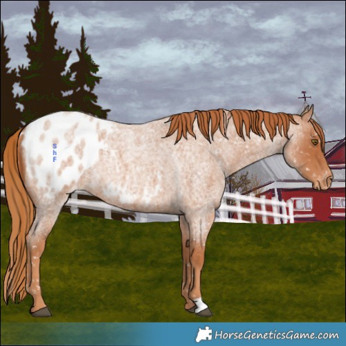 Horse Color:Red Roan Appaloosa Rabicano