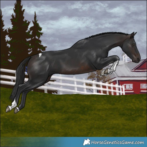 Horse Color:Brown Tobiano 