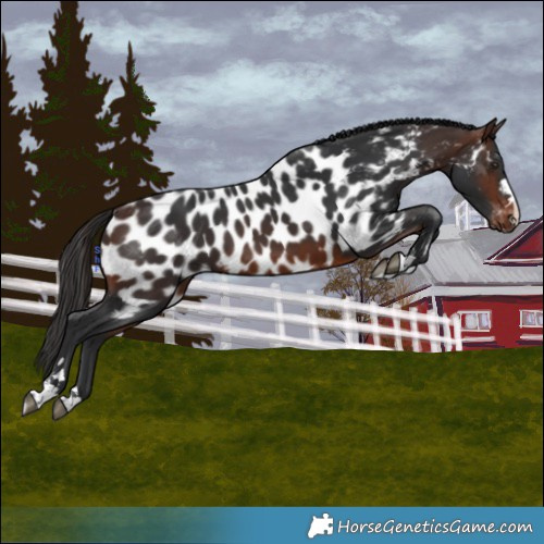 Horse Color:Brown Appaloosa 