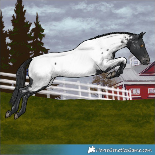 Horse Color:Black Appaloosa 