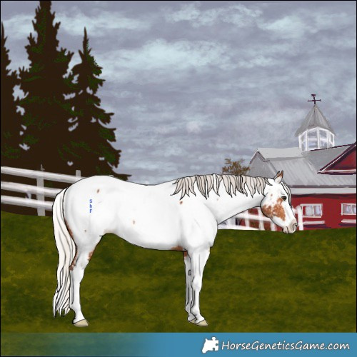 Horse Color:Powder White Silver Bay Splash Appaloosa 