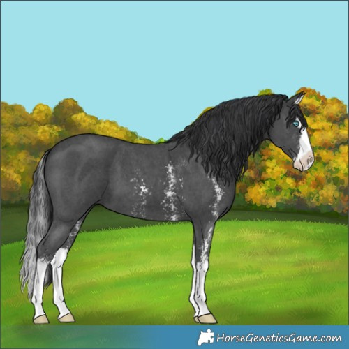 Horse Color:Black Sabino Splash