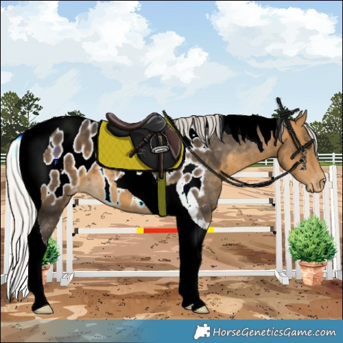 Horse Color:Silver Buckskin Tobiano Appaloosa