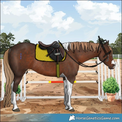 Horse Color:Liver Chestnut Tobiano Rabicano