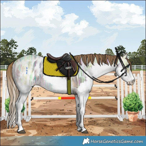 Horse Color:Buckskin Ice Splash Tobiano Appaloosa