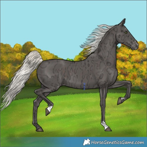 Horse Color:Unknown 