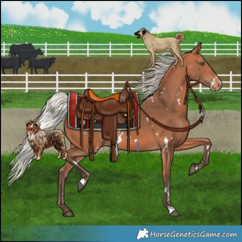 Horse Color:White Spotted Silver Bay Mushroom Appaloosa Rabicano 