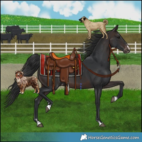 Horse Color:Brown Mushroom Appaloosa 