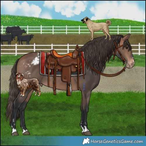 Horse Color:Bay Mushroom Appaloosa Rabicano 