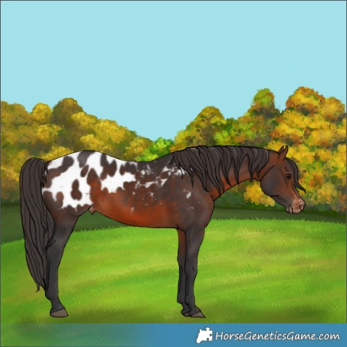 Horse Color:Brown Appaloosa