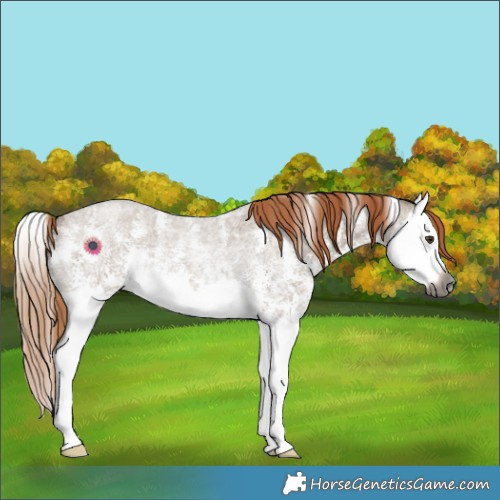 Horse Color:Gray Liver Red Dun Roan Sabino Splash Rabicano 