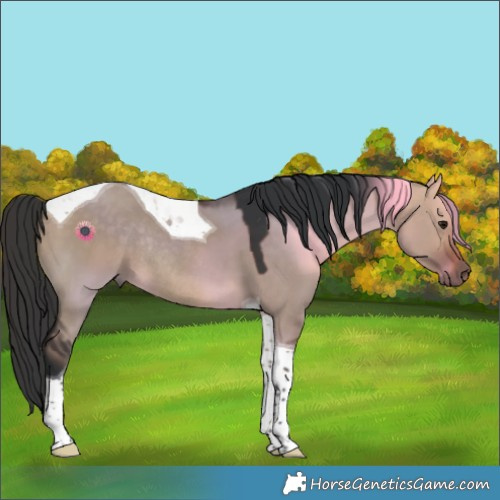 Horse Color:Brown Dun Tobiano Rabicano 
