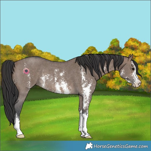 Horse Color:Brown Dun Sabino Rabicano