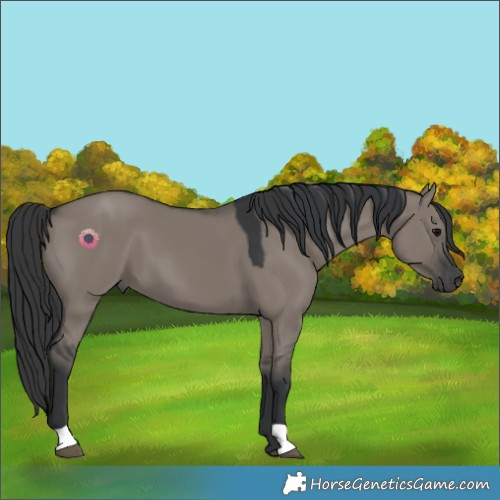 Horse Color:Grullo