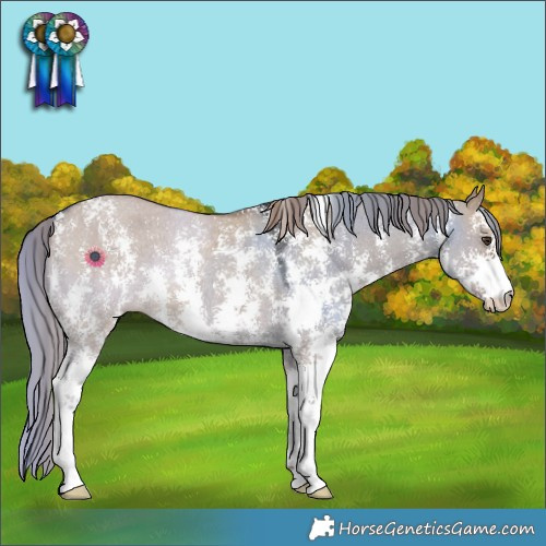 Horse Color:Liver Red Dun Sabino Rabicano