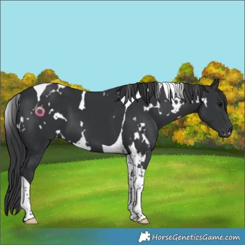 Horse Color:White Spotted Black Tobiano