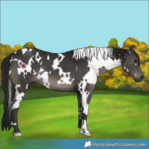 Horse Color:Gray White Spotted Black 