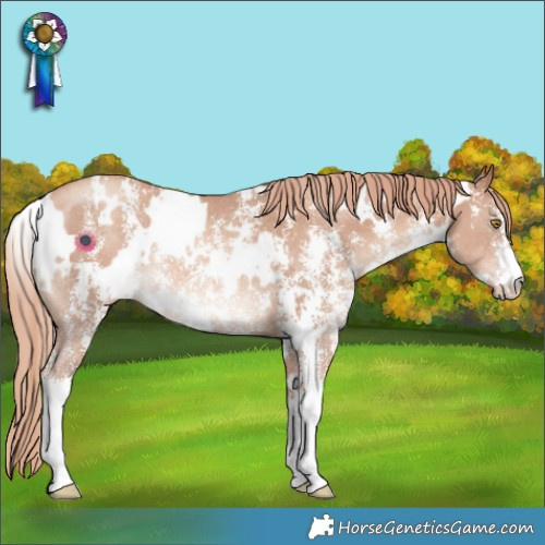 Horse Color:White Spotted Gold Champagne Sabino Rabicano