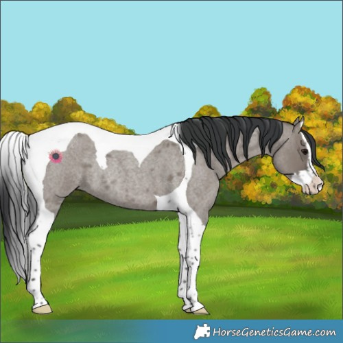 Horse Color:Grullo Roan Splash Tobiano Rabicano